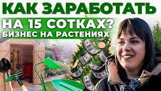 Как заработать на туях и можжевельнике? Бизнес в деревне  Брянск  Андрей Даниленко