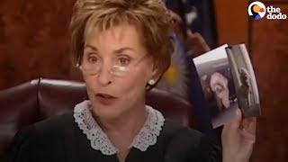 Judge Judy Lets Dog Decide Who To Go Home With   The Dodo