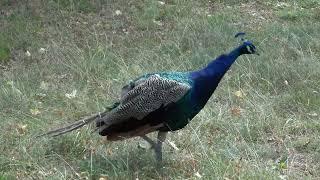 Pfau  Peafowl