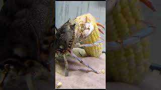 I made a MISTAKE feeding my CRAB CORN #viral #fishing #aquarium #pets #bluecrab #animals