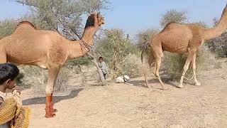desert animals Camel male raining