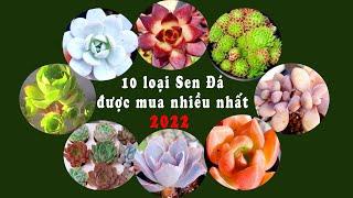 10 LOẠI SEN ĐÁ ĐƯỢC ƯA CHUỘNG NHẤT NĂM 2022