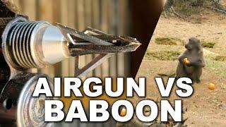 Baboon Hunt with .50 Cal AIR RIFLE
