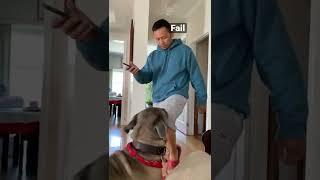 Bullmastiff tried to hump his other owner