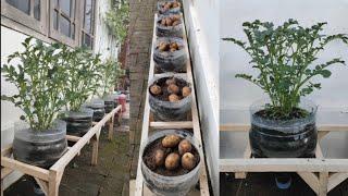 cara mudah menanam kentang supaya ber umbi banyak  how to grow potatoes from seed to harvest