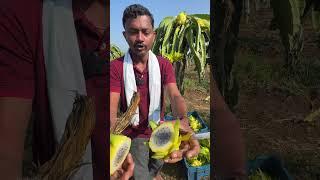 Yellow Colour Dragon Fruit Farm #shorts