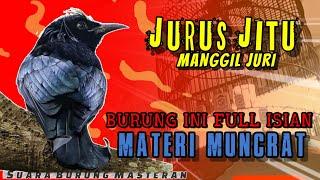 BURUNG MASTERAN FULL ISIAN Tembakan  Materi Muncrat  COCOK UNTUK ISIAN BURUNG LOMBA