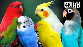 Amazing Small Parrots  Soothing Nature Scenes  Stress Relief  Relaxing Bird Sounds  Calm Time