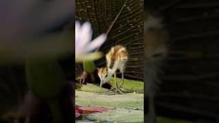 This Jacana Chick is in Danger ️Crocodiles Hide in the Water in the Okavango Dad to the Rescue