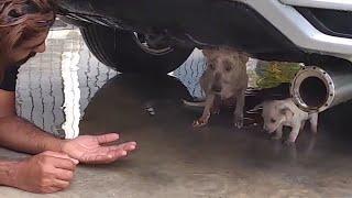 Please dont hurt my puppy the mama dog begged in fear to save her remain puppy