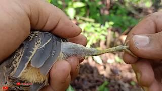 Menjeratmenjebak burung puyuh versi terbaru