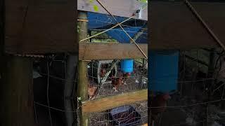 Before and After Hurricane Beryl on Our Homestead