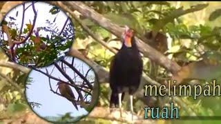 BERBURU AYAM HUTAN PAGI HARI‼️bonus tekukur melimpah ruah‼️