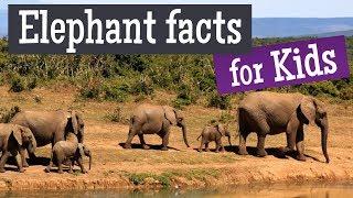 Elephant Facts for Kids