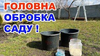 Перша  обробка саду  весною . Чим обробити персик від курчавості ?