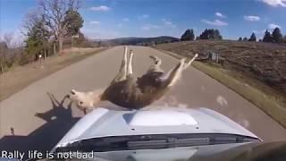 RALLY CARS HITTING ANIMALS *FATAL*