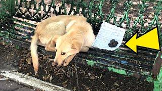 A Dog Arrived At A Shelter With A Note Staff Learned The Tragic Story Of Her Owner