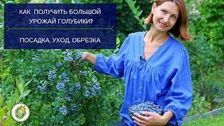 Все секреты выращивания голубики садовой. Мой опыт и практические советы  Blueberry