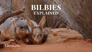 EXPLAINED Bilbies