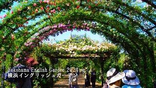 Yokohama English Garden 2024 Roses in full bloom