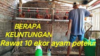 Keuntungan telur dari 10 ekor ayam petelur