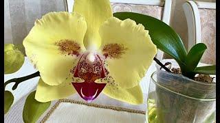 Купить цветущую орхидею или подростка из Азии?  небольшой обзор редчайших красавиц...