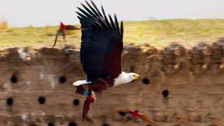 Eagle Plucks Prey in Flight  A Perfect Planet  BBC Earth