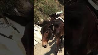 Mules Group on the way to Mardi Trek at Sidding