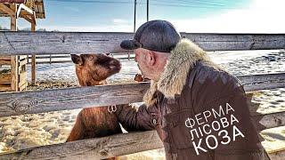 Ферма та Сироварня Лісова Коза  кормим Альпийских коз  цены  продукция 