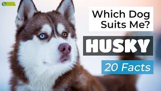 Is a Husky the Right Dog Breed for Me? 20 Facts About Huskies