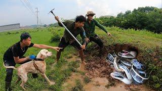 3 Brave Hunters & Pitbulls Catching 100 Biggest Dragon Snakes In The World  Snake King TN