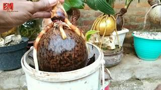 WAYS AND PROCESSES FROM ROSES IN COCONUT BONSAI TO LEAVES TO BE SMALL