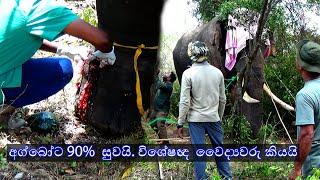 අග්බෝට 90%  සුවයි. විශේෂඥ  වෛද්‍යවරු කියයි. saving elephant.  Saving an elephant from a fatal wound