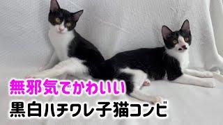 【行き場のない子猫達を空輸】兄妹ではないけどソックリ！後半にぷん太登場