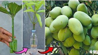 Best Techniques Growing Mango Tree To Bears Much Fruit With Alo Vera Simple tips with 100%Success