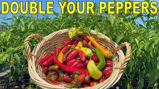 This Pepper Fertilizing Technique Will DOUBLE Your Pepper Harvest