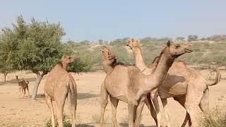 Camel  raining romance desert animals mini cute