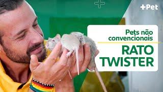 RATOS SÃO SUPER INTELIGENTES  CANAL MAIS PET