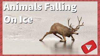 Animals Falling On Ice Funny TOP 10 VIDEOS