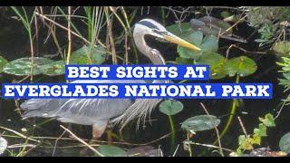 The Best Sights at Everglades National Park  Birds and Gators