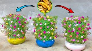 Great Ideas Growing Moss Rose has Many Flowers with Banana Peel Fertilizer