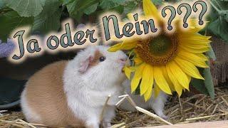 Abwechslungsreiches Meerschweinchenfutter - Dürfen Meerschweinchen Sonnenblumen fressen?