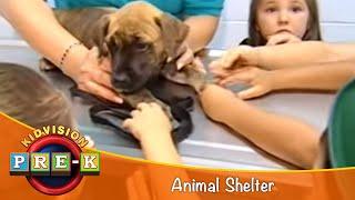 Animal Shelter  Virtual Field Trip  KidVision Pre-K