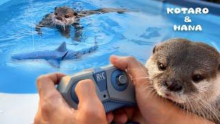 Otters’ Funny Reactions to RC Shark in the Pool