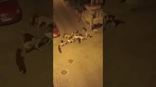 Aydında sokak köpekleri kediyi parçaladı