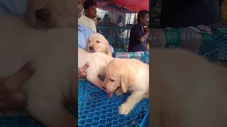 galiff street dog market in kolkata #dog#market