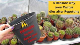 5 Reasons Why your Cactus dies after Repotting #cactus #cacti #cactusplants