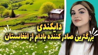 واکنش دختر ایرانی  به ولایت دایکندی بزرگترین صادر کننده ی بادام در افغانستان 