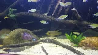 Hemichromis sp. Guinea 2 and Wallaceochromis rubrolabiatus