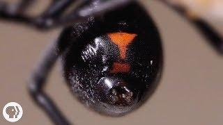 Why the Male Black Widow is a Real Home Wrecker  Deep Look